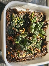 Ariocarpus hintonii seed for sale  Brooklyn