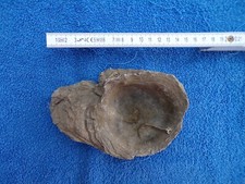 Fossile huitre origine d'occasion  Saint-Saëns