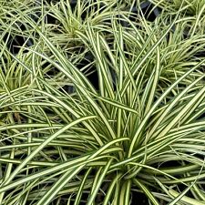 Variegated sedge grass for sale  Garrett