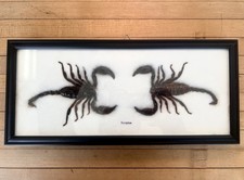 Real scorpion taxidermy for sale  Cocoa