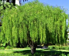 Mayten weeping green for sale  Lincolnton