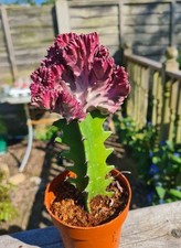 Pink coral cactus for sale  CLACTON-ON-SEA