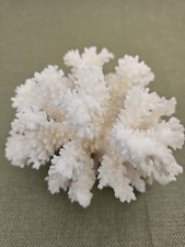 Natural white branch for sale  Cincinnati