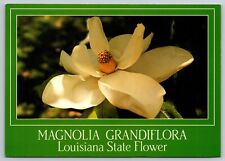 Magnolia grandiflora louisiana for sale  El Paso