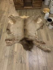 taxidermy capes for sale taxidermy capes for sale Neenah