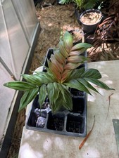 Calyptrocalyx pachystachys pal for sale  Port Saint Lucie