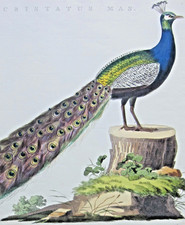 Peacock pavo cristatus for sale  Escondido
