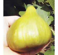 Bio organic giant d'occasion  Expédié en Belgium