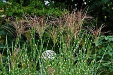 Miscanthus sinensis zebrinus for sale  San Francisco