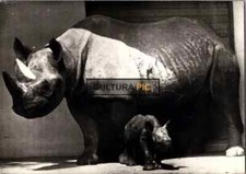 Photography black rhinoceros d'occasion  Marseille I