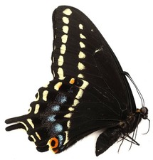 Papilio indra kaibabensis gebraucht kaufen Papilio indra kaibabensis gebraucht kaufen  München