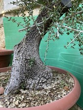 bonsai pre usato bonsai pre usato Modica