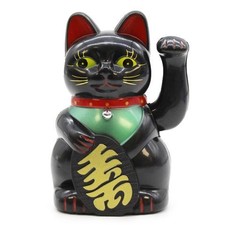 Black money cat for sale  SOUTHEND-ON-SEA