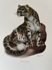 Snow leopard animal d'occasion  Expédié en Belgium