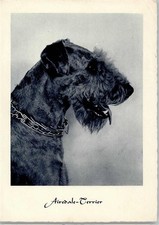 11031094 airedale terrier gebraucht kaufen  Eimeldingen
