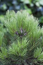 Pinus heldreichii malinki gebraucht kaufen  Westerstede