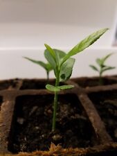 One tree plant for sale  Myerstown