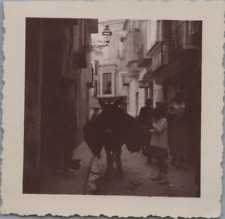 Espagne malaga âne d'occasion  Pagny-sur-Moselle