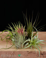 Tillandsia set stück gebraucht kaufen  Herten