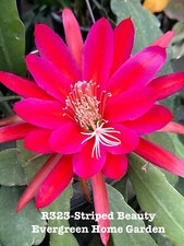 Rooted epiphyllum orchid for sale  San Jose