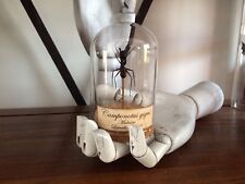 Globe fourmi camponotus d'occasion  Aiglun
