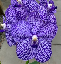 Vanda blue horizon gebraucht kaufen Vanda blue horizon gebraucht kaufen  Augsburg