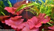 Nymphaea red lotus for sale  NEWTON ABBOT