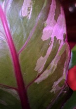 Rare philodendron variegated for sale  Glenmoore