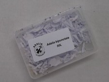 Ladybird larvae eggs for sale  NORWICH