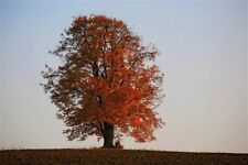 Tilia cordata winterlinde gebraucht kaufen  Eslohe (Sauerland)
