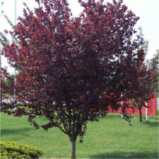 Semi albero mirabolano usato  Monreale