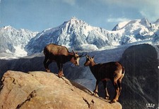 Merlet chamois d'occasion  France