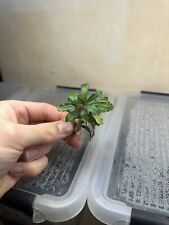Bucephalandra sekadau mini d'occasion  Calais