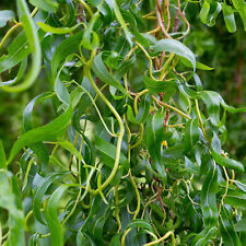 Salix erythroflexuosa red for sale  UK