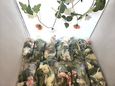 Ginger ray flower for sale  BOGNOR REGIS