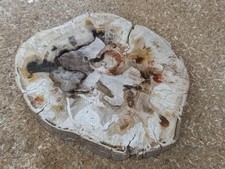 Ancien fossile minéraux d'occasion  Frejus