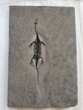 Reptile marin fossil d'occasion  Dijon