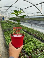 Pianta peperoncino piccante usato  Piombino