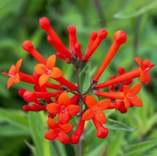 hard houseplants for sale  Danielson