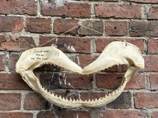 Large silky shark for sale  LINCOLN