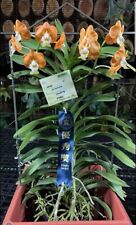 Vanda denisoniana range gebraucht kaufen  Wolfsburg