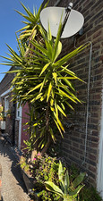 Dramatic large yucca for sale  LONDON
