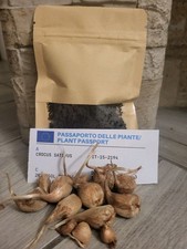 Bulbi zafferano crocus usato  Mirabella Eclano