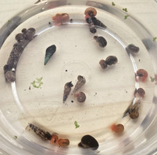 Ramshorn snails malaysian for sale  Rhodes