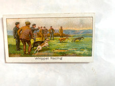 whippet racing for sale whippet racing for sale LONDON
