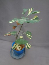 Ginkgo biloba edo for sale  USA