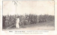 Brasil - Estado de São Paulo - Uma plantação de cana-de-açúcar em Campinas - Pos comprar usado  Enviando para Brazil