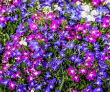Lobelia cascade mix for sale  STAFFORD