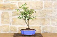 Bonsai ciliegio giapponese usato  Giovinazzo