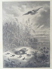 Grande gravure ancienne d'occasion  Douarnenez